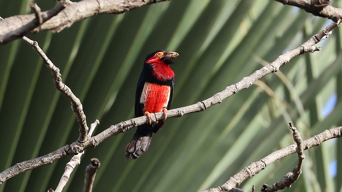 Bearded Barbet